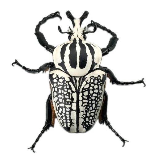 Sticker Nasekomye84 - 1