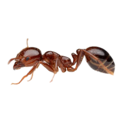 Sticker Nasekomye84 - 1