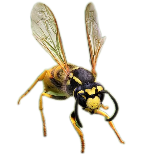 Энтомология @fruitworldavtor - 