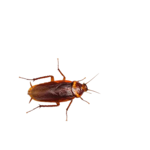 Стикер Nasekomye84 - 1