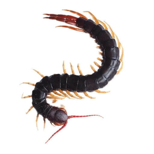 Sticker Nasekomye84 - 1