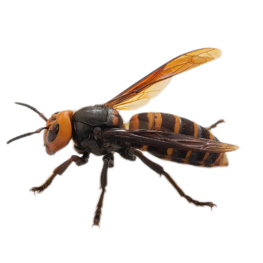 Sticker Nasekomye84 - 1