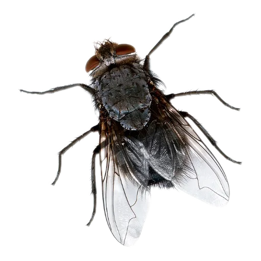 Sticker Nasekomye84 - 1