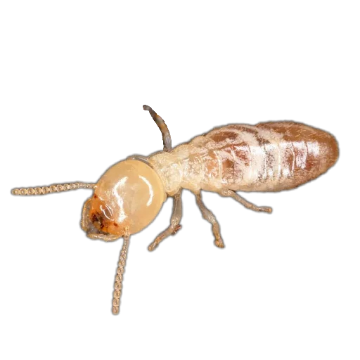 Sticker Nasekomye84 - 1