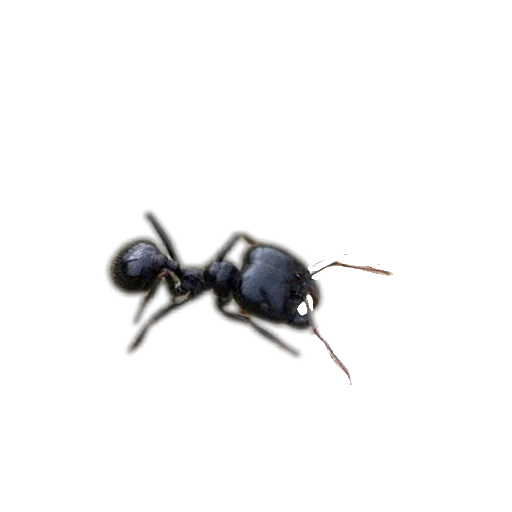 Sticker Nasekomye84 - 1