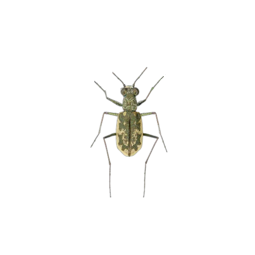 Sticker Nasekomye84 - 1