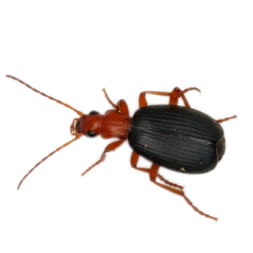 Sticker Nasekomye84 - 1