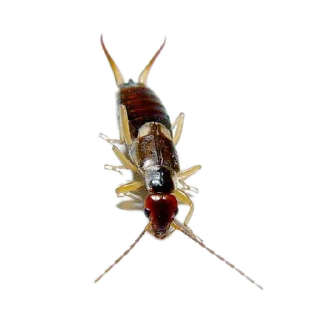 Sticker Энтомология @fruitworldavtor - 9