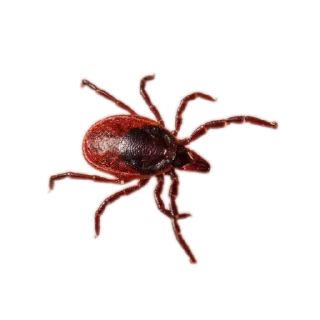 Sticker Энтомология @fruitworldavtor - 3