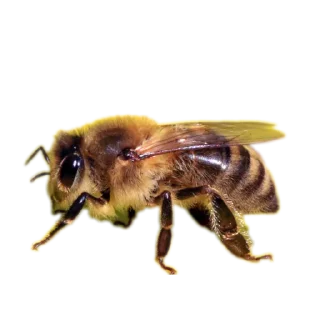 Sticker Энтомология @fruitworldavtor - 10