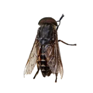 Sticker Энтомология @fruitworldavtor - 0