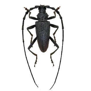 Sticker Энтомология @fruitworldavtor - 6