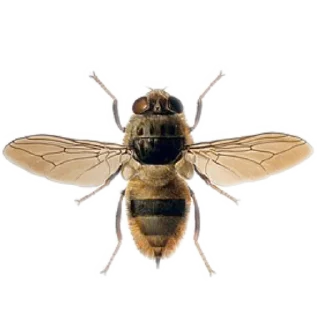 Sticker Энтомология @fruitworldavtor - 11