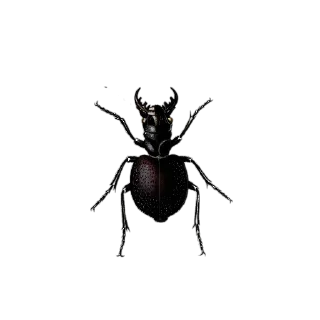 Sticker Энтомология @fruitworldavtor - 8