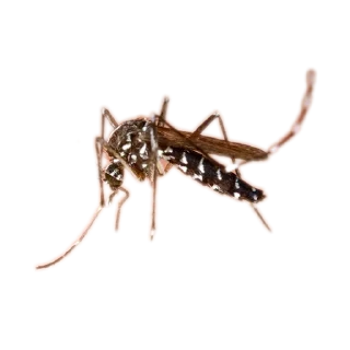 Sticker Энтомология @fruitworldavtor - 4