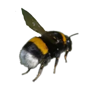 Sticker Энтомология @fruitworldavtor - 2