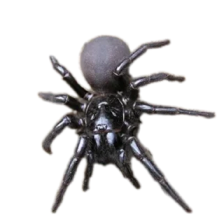 Sticker Энтомология @fruitworldavtor - 1