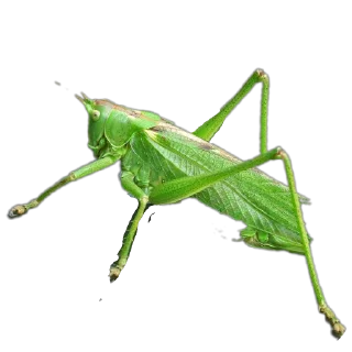 Sticker Энтомология @fruitworldavtor - 7