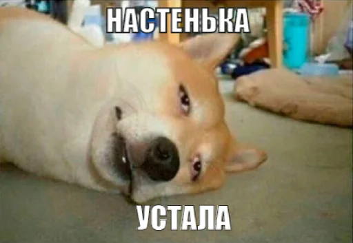 млекопитающее животное СМС