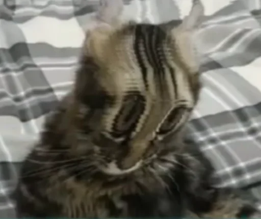 Sticker Nastcats - 1