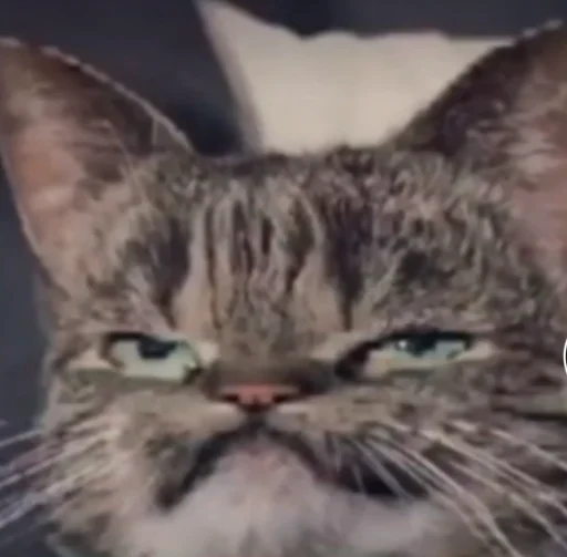 Sticker Nastcats - 1