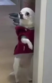 Sticker nastcats - 4