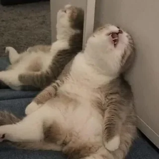 Sticker nastcats - 10