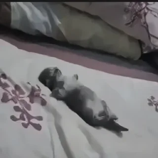 Sticker nastcats - 7