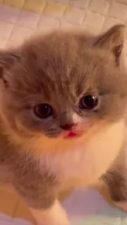 Sticker nastcats - 1