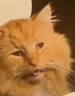 Sticker nastcats - 0