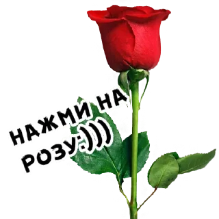 Стикер Нажми на розу - 5