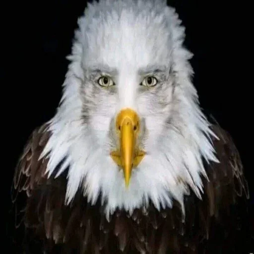 Стикер NdMugzagJp_by_stickers_stealer_bot - 1