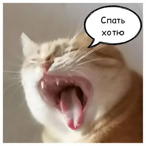 Sticker NeDarina - 1