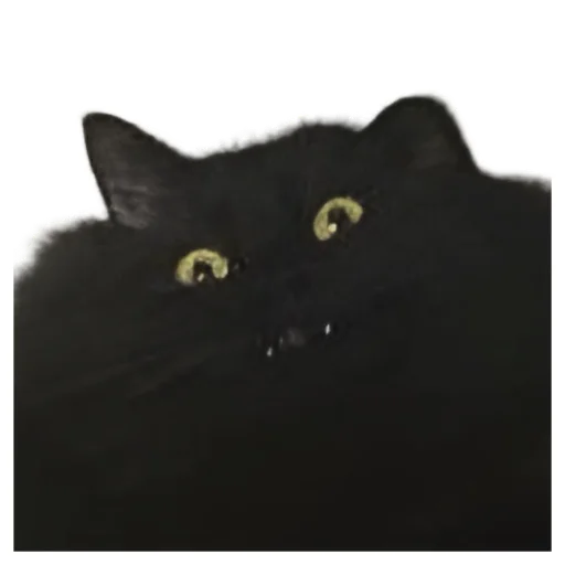 Sticker NeDarina - 1