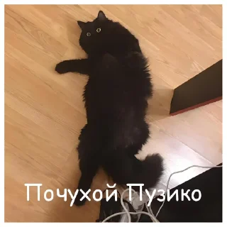 Sticker Чипусик Боевой Картончик 🥖 - 6