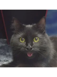 Sticker Чипусик Боевой Картончик 🥖 - 9