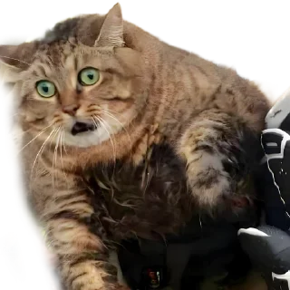 Sticker Чипусик Боевой Картончик 🥖 - 4