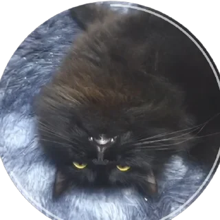 Sticker Чипусик Боевой Картончик 🥖 - 2