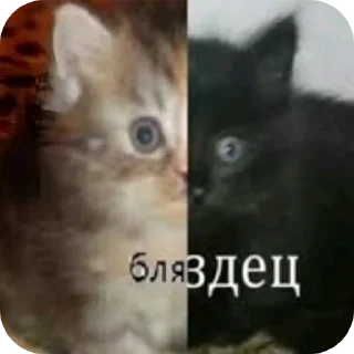 Sticker Не смотри а то геем станеш - 6