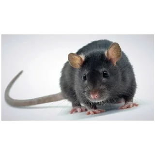 Sticker Неандерталец - 5