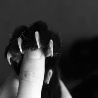 Sticker Sticker Pack by @necrokultur - 8