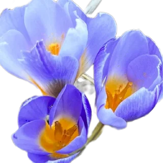 Стикер Бесёнок.ру - 7