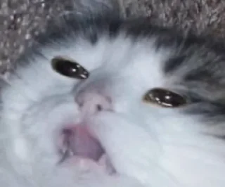 Sticker КотяПлак😭 ЧАТ @AnimeObshcheniye - 4