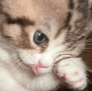 Sticker КотяПлак😭 ЧАТ @AnimeObshcheniye - 3