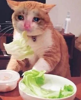 Sticker КотяПлак😭 ЧАТ @AnimeObshcheniye - 5