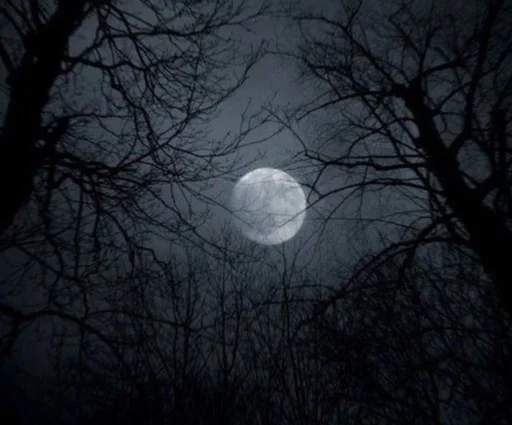 луна дерево на открытом воздухе