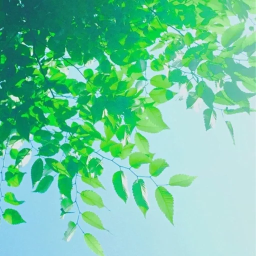 зеленый растение на открытом воздухе