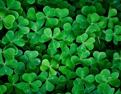 трава зеленый трилистник