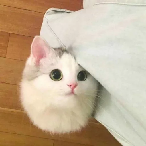 small to medium-sized cats mammal animal