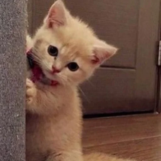 животное млекопитающее кошка